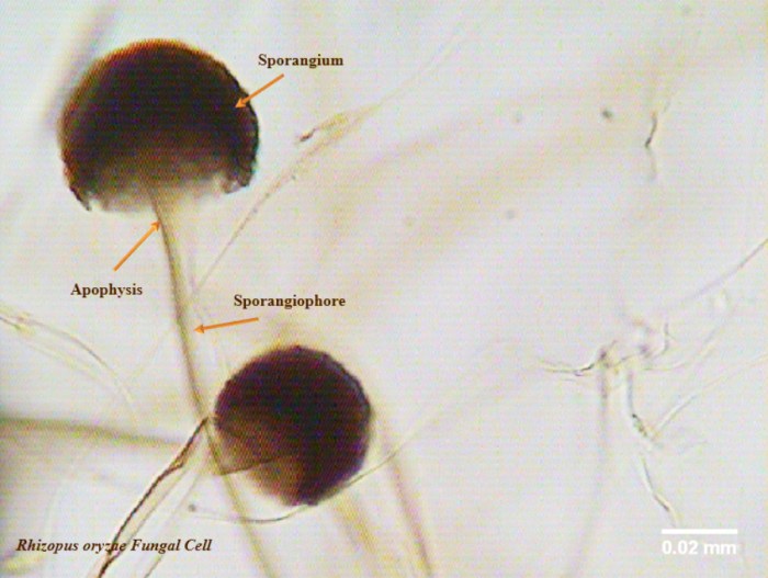 rhizopus oryzae pada tempe