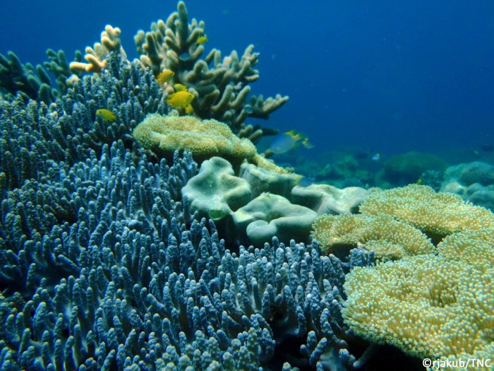 laut karang terumbu kepulauan keindahan padaido surga pesona sebagai mongabay perairan derawan kalimantan biak timur sangalaki menyelamatkan iklim menguak ketangguhan