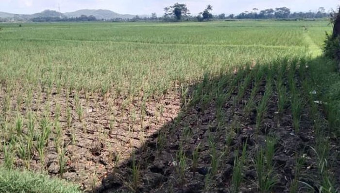 dampak positif petani membajak sawah