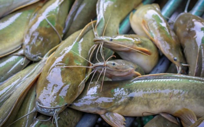 pertanyaan tentang ikan lele