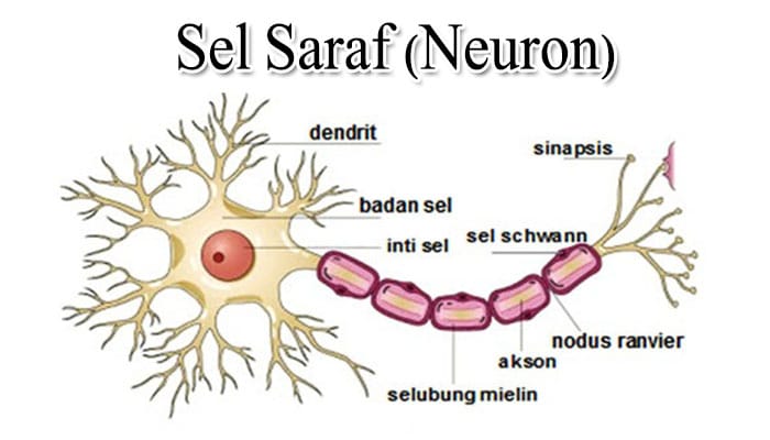 sel saraf kelistrikan manusia myelin neuron berfungsi bagian akson yaitu terdapat berdasarkan keberadaan