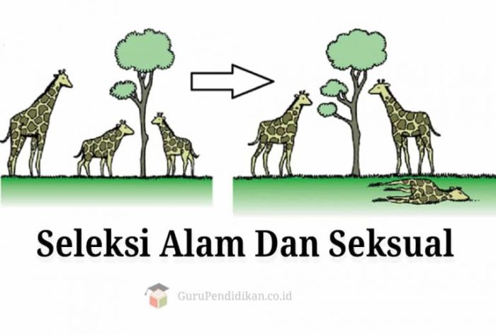 pengertian tes seleksi dan contohnya terbaru