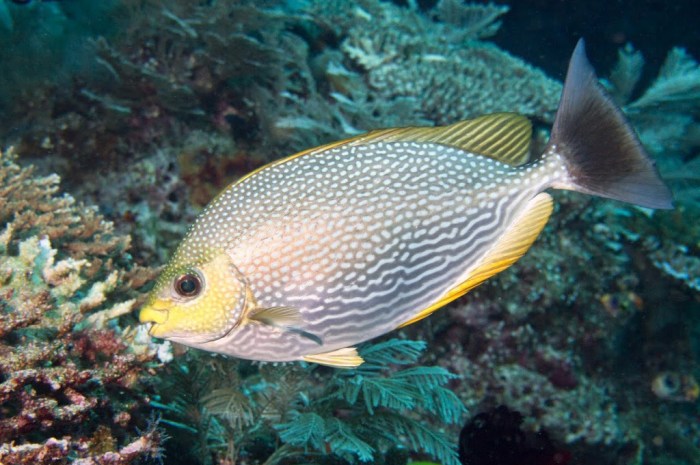 ikan laut yang tidak gatal terbaru