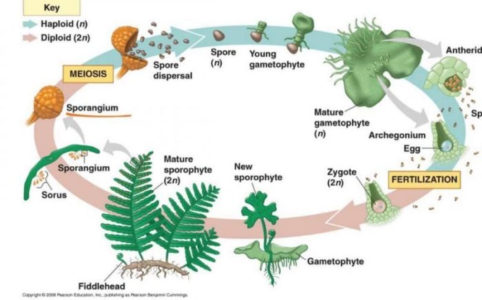 Paku hidup siklus tumbuhan daur bagan pteridophyta lumut ciri klasifikasi gametofit brainly generasi noministnow terlihat bahwa terang sporofit
