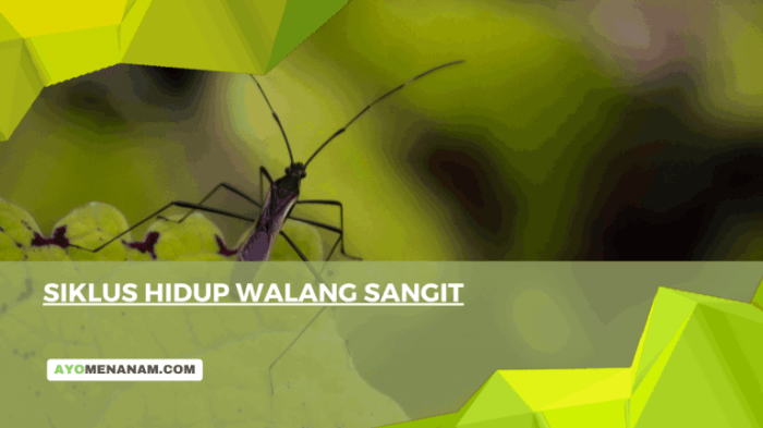 siklus hidup walang sangit