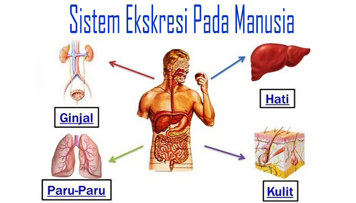 mind map sistem ekskresi pada manusia