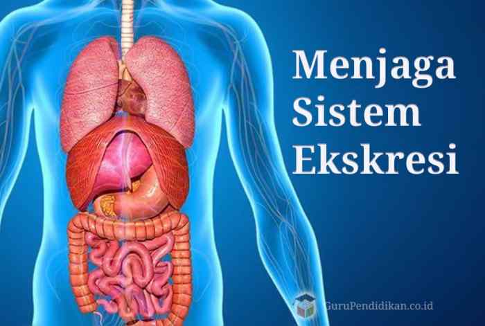 Tts tentang sistem ekskresi dan jawabannya