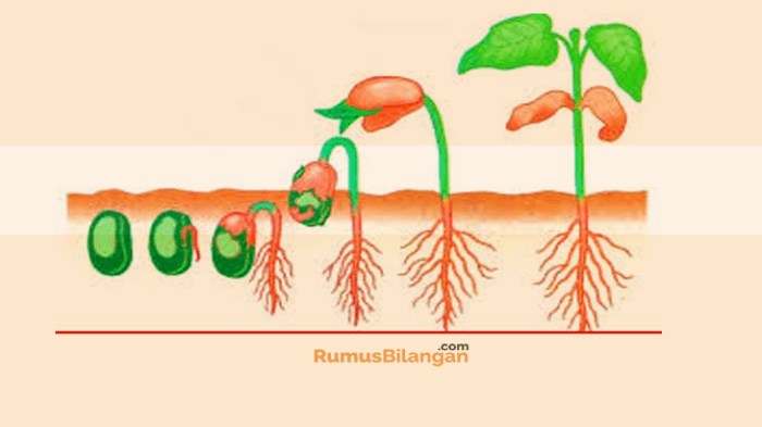 Gambar pertumbuhan dan perkembangan tumbuhan