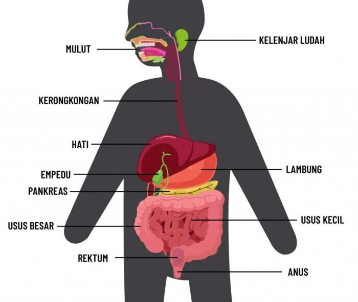 contoh soal sistem pencernaan terbaru