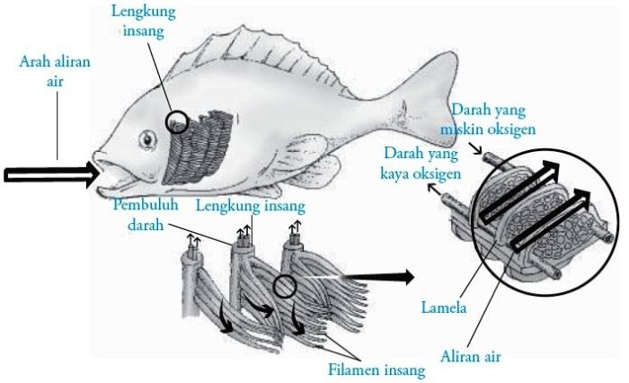 gambar sistem pernapasan ikan terbaru