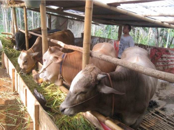 pakan konsentrat teknologi pengolahan sapi