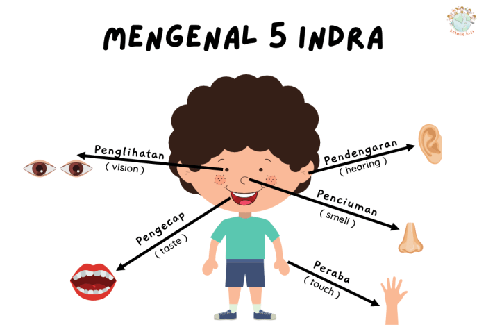 mata fungsinya bagiannya fungsi indera panca kornea idschool haloedukasi selaput benda terlihat bening dikarenakan