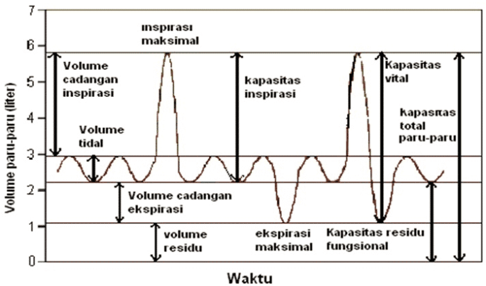 grafik kapasitas paru paru terbaru