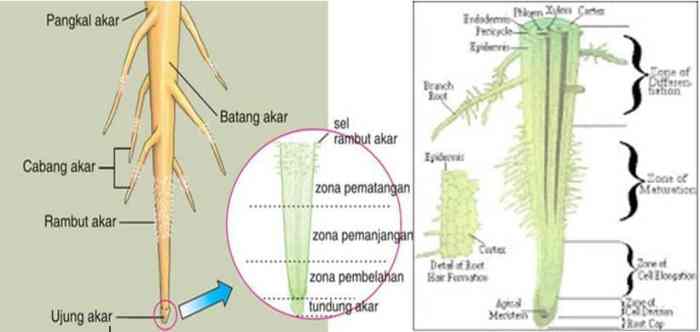 akar tumbuhan struktur bagiannya fungsi anatomi batang daun pokok merupakan bagi tubuhnya samping