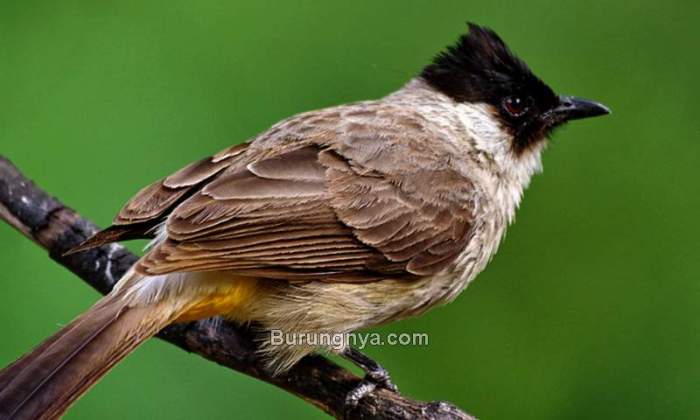 burung kutilang dinyanyikan dengan tempo