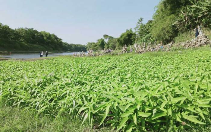 syarat tumbuh tanaman kangkung terbaru