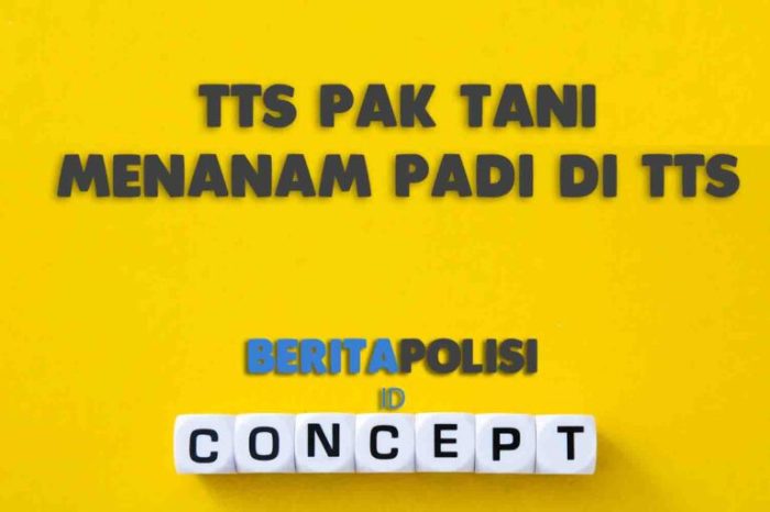 pak tani menanam padi di tts