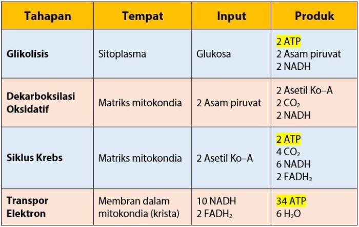 tabel tahap respirasi aerob