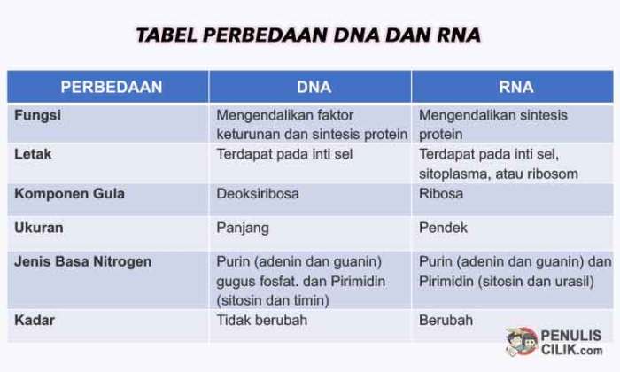 dna persamaan perbedaan rna jelaskan