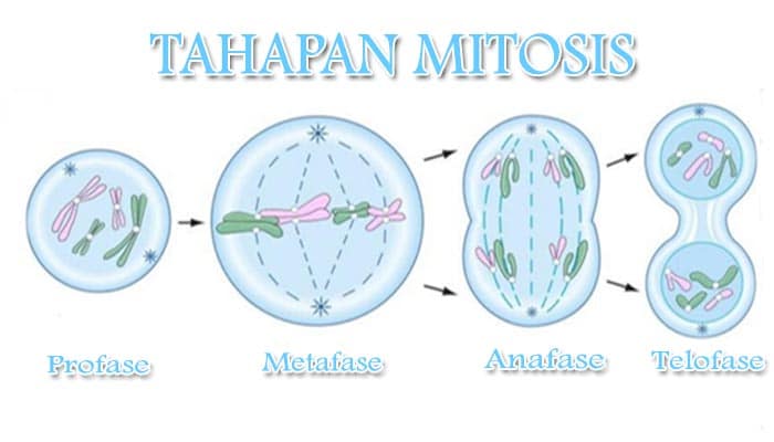 plantae biologi kelas beserta soal ciri jawabannya organisme berikut perhatikan