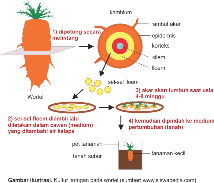 kultur jaringan pada wortel