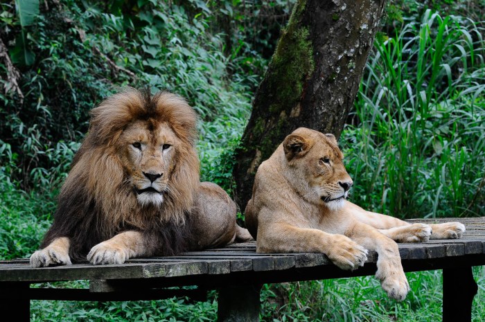 Perbedaan taman safari dan kebun binatang