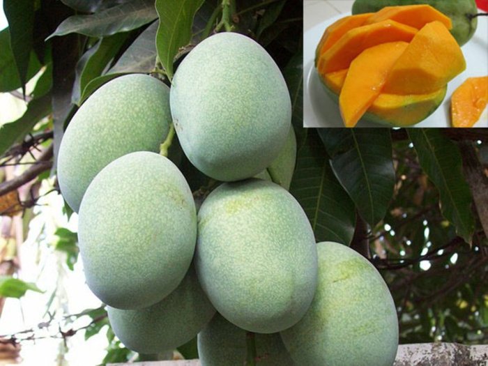 nama ilmiah mangga manalagi