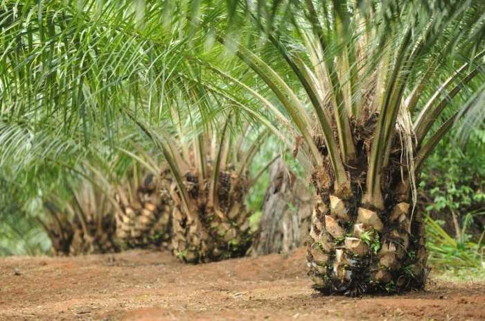 Sawit perkembangan apkasindo kelapa perkebunan harvesting serapan lingkungan perusak karbon mempengaruhi faktor panen cukup