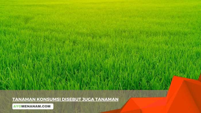 tanaman konsumsi disebut juga tanaman terbaru