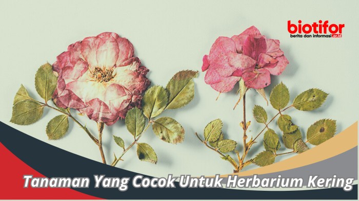 Tanaman yang cocok untuk herbarium kering