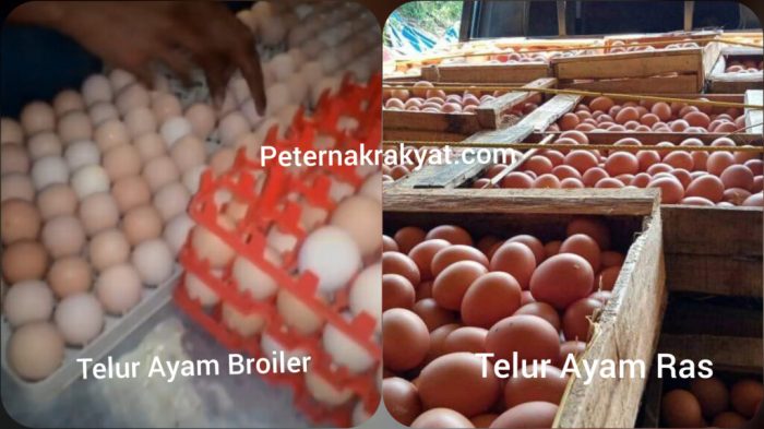 ciri ciri telur ayam broiler