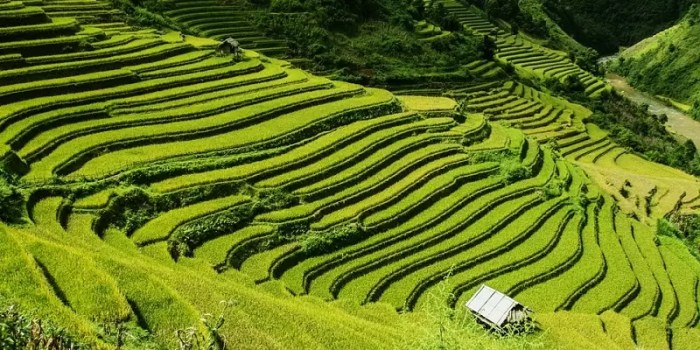 tanah konservasi lahan tanaman secara penanaman penutupan erosi pengolahan jingga senja sehingga perakaran