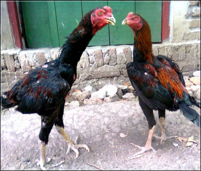 ayam bangkok dan memelihara coba minat mengenai lawan