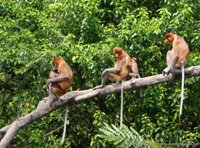 flora fauna hutan hujan tropis terbaru