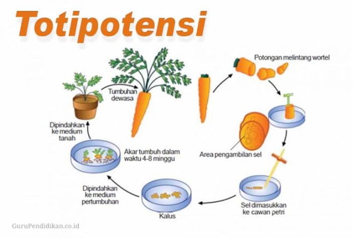 sifat jaringan dasar