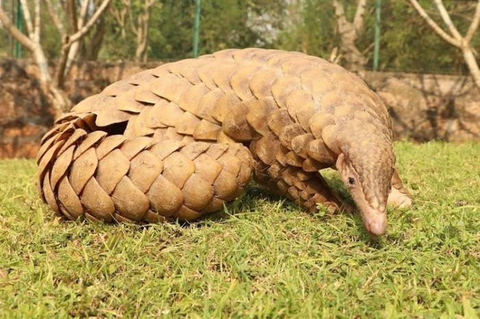 ciri khusus pangolin trenggiling wild pangolins lengkap hewan penjelasan tumbuhan