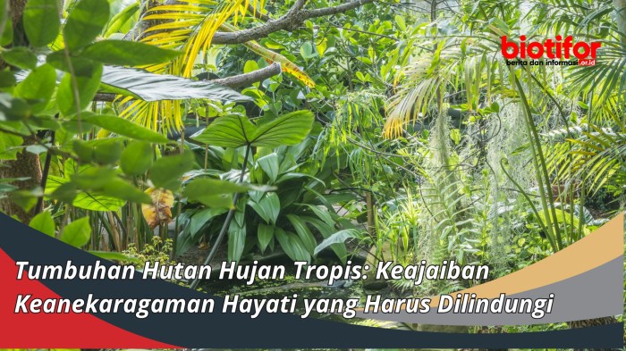 tumbuhan hutan hujan tropis