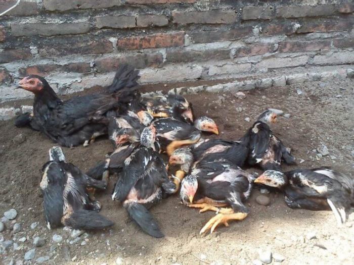 cara mengetahui umur ayam bangkok terbaru