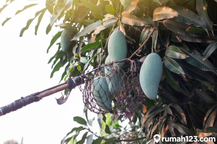 pohon mangga di depan rumah