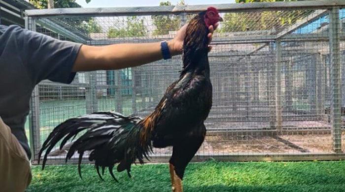 berapa kali ayam kawin sampai bertelur terbaru