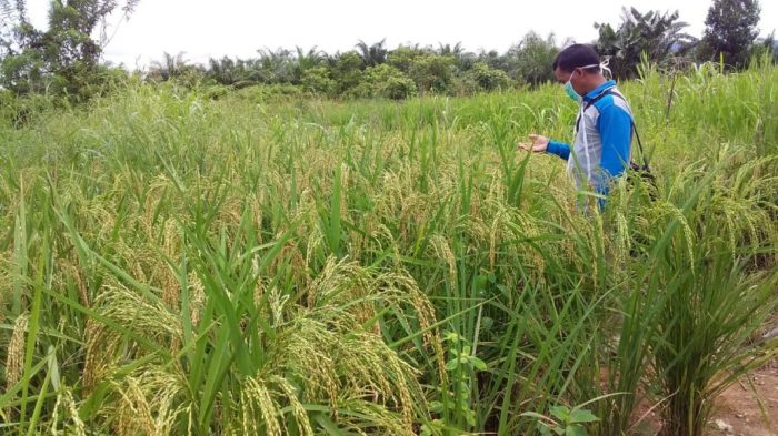 Hutan hasil kayu hhbk bukan kasih karunia