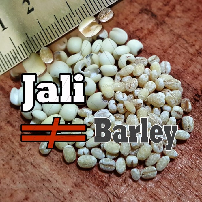 perbedaan barley dan jali terbaru