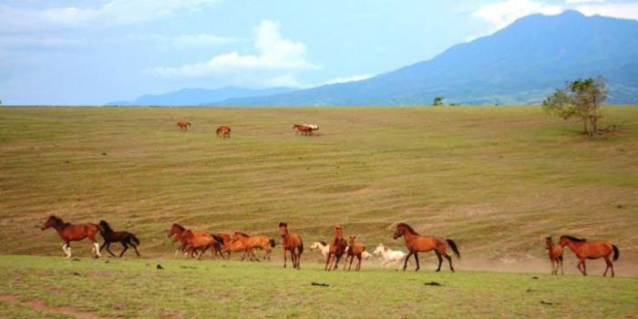 sabana baluran savana timur persebaran