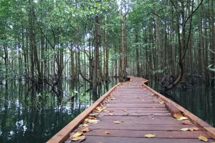 fauna khas kalimantan timur terbaru