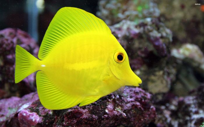 ciri ciri ikan yellow tang terbaru