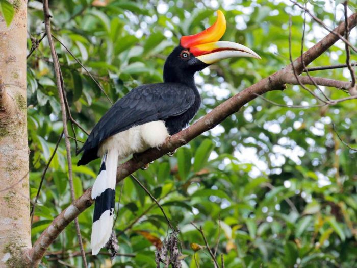 hornbill rhinoceros kalimantan hewan timur rhino burung rangkong hornbills ebird spesies nyaris punah semuanya cornell badak punya cula natureisfuckinglit