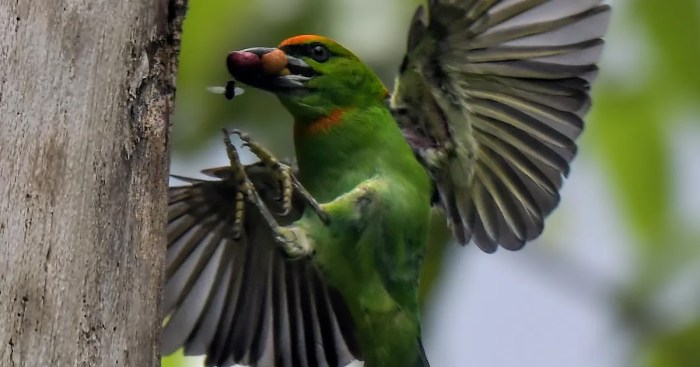 burung takur berasal dari negara