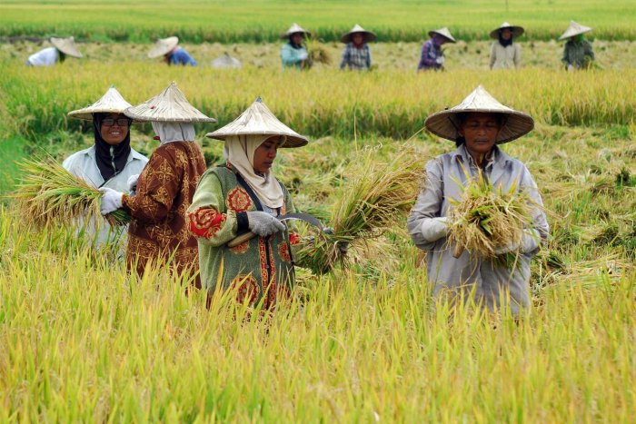 mata pencaharian suku batak terbaru