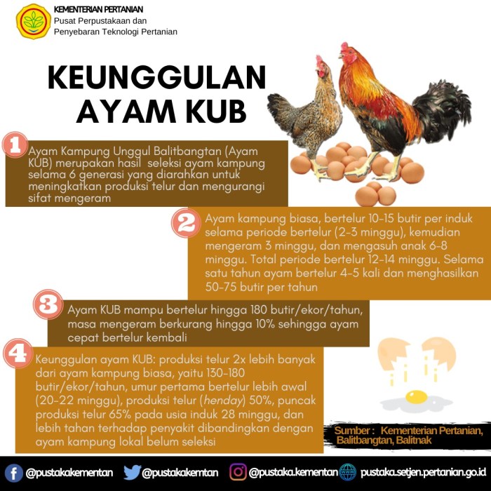 ayam broiler ternak potong pedaging unggas ras usaha hewan budidaya nutrisi panduan petelur ciri atau daging kebutuhan pesat pengertian macam