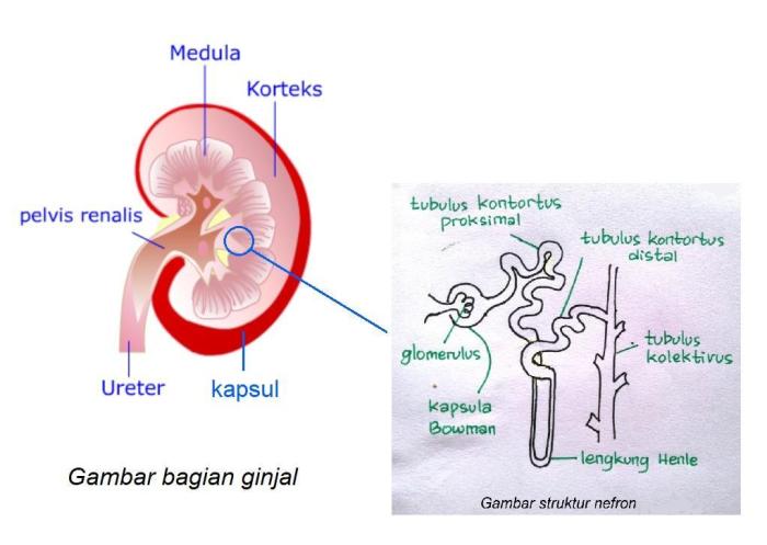 gambar struktur ginjal manusia